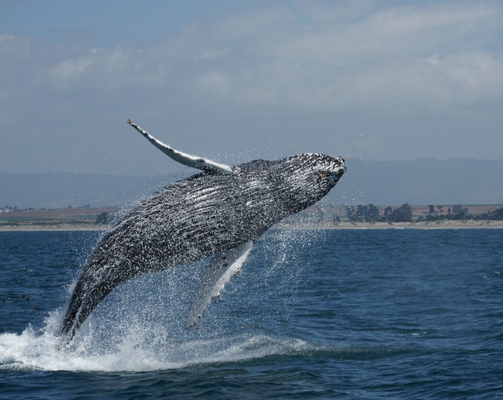 Breaching Humpback Whale, Moss Landng, CA