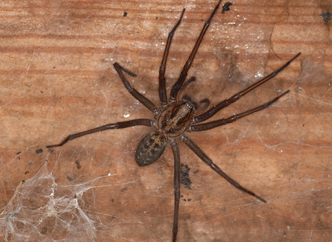 The Arachnid Hotel and New Travel Rules