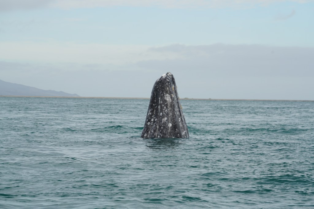 grey whale spy hopping