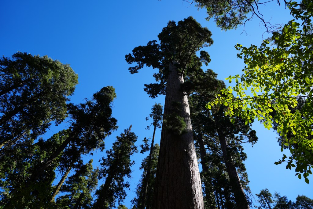 Sequoia tree in Calaveras Big Tree State Park