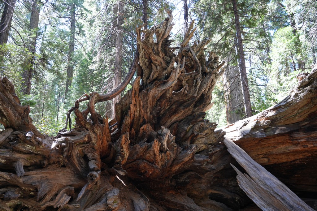 Sequoia tree in Calaveras Big Tree State Park