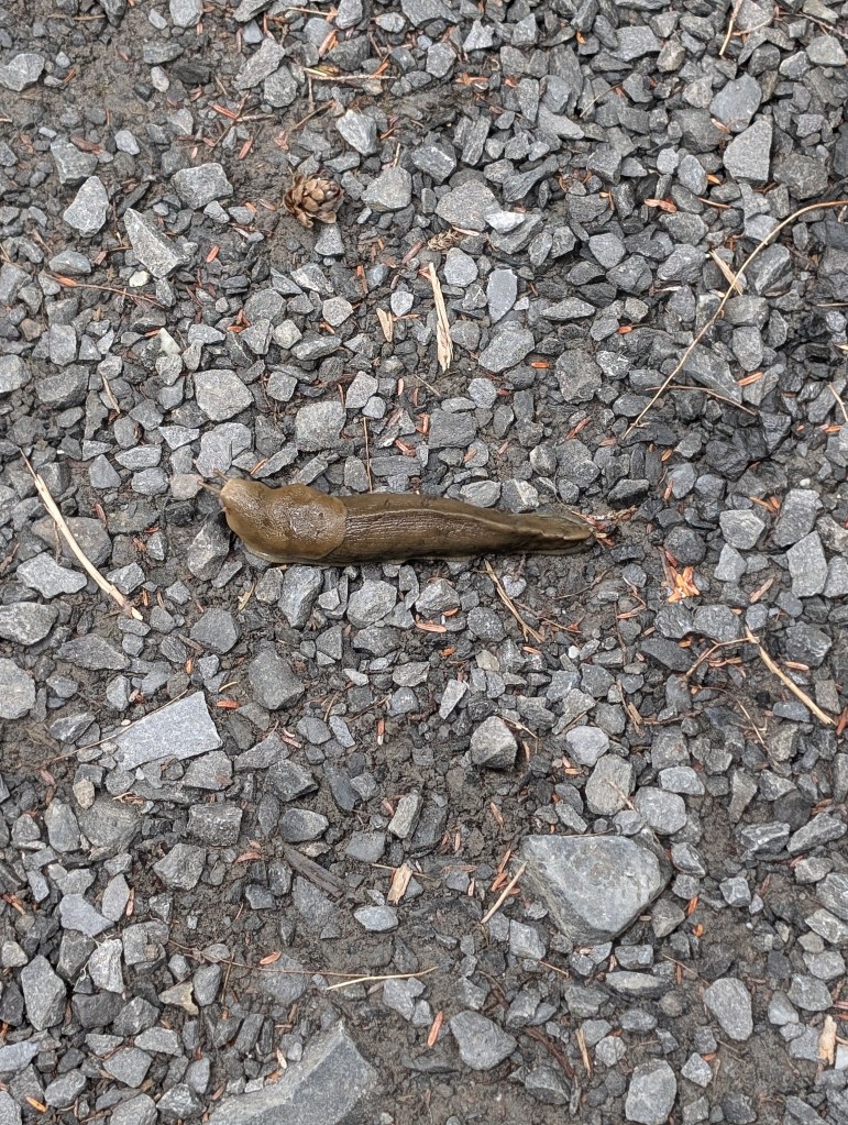 Banana Slug