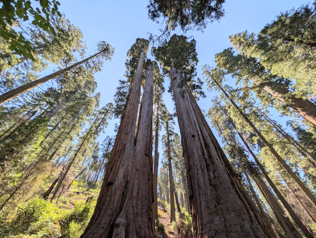 Sequoia tree in Calaveras Big Tree State Park
