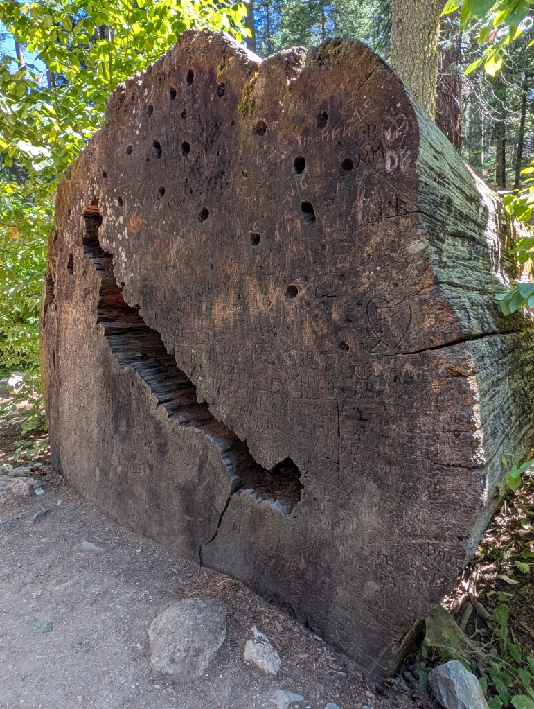 Sequoia tree in Calaveras Big Tree State Park