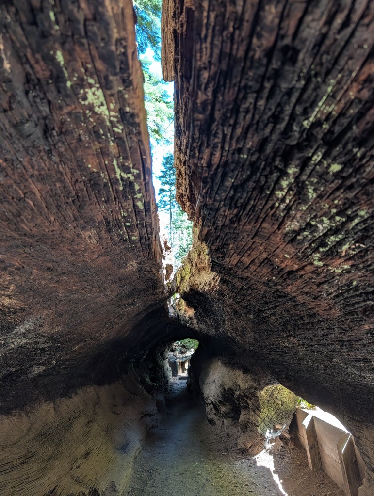 Sequoia tree in Calaveras Big Tree State Park