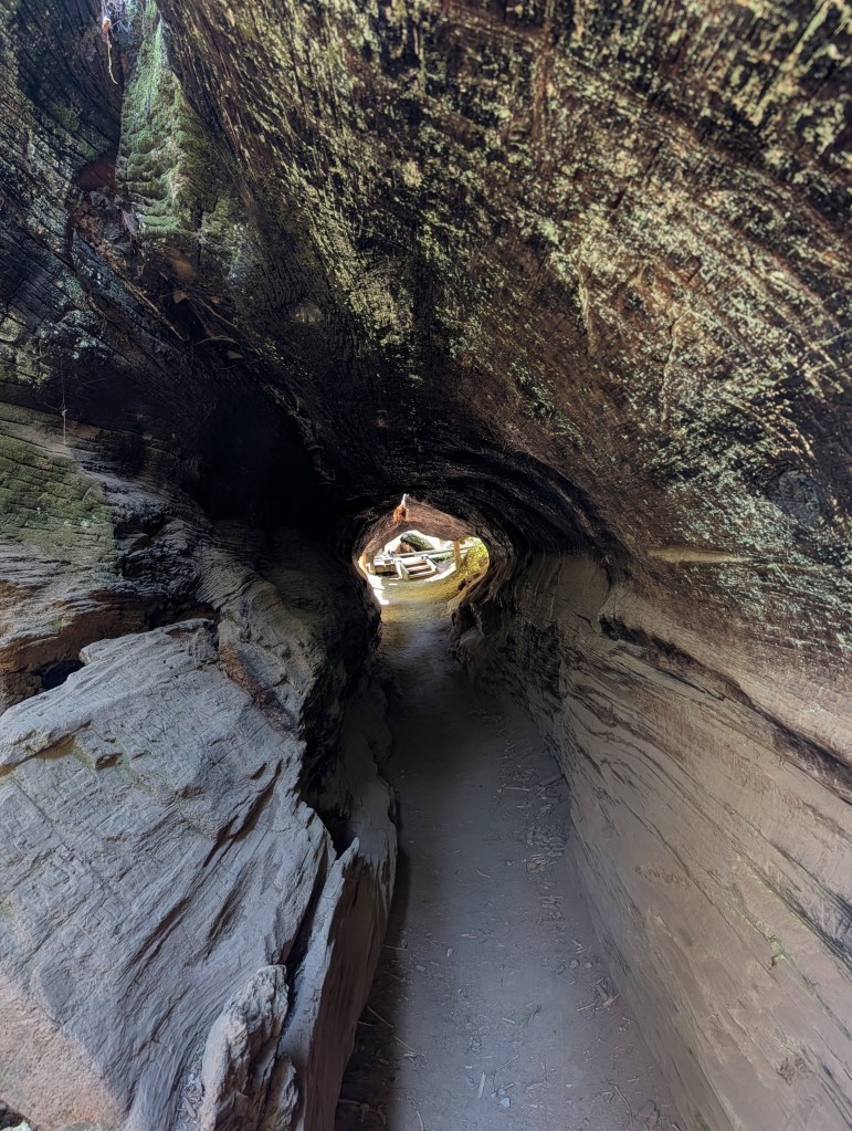 Sequoia tree in Calaveras Big Tree State Park