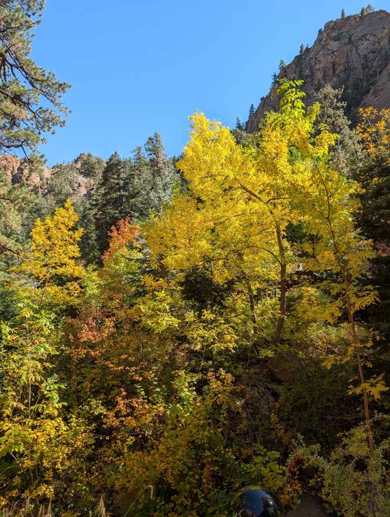 Colorado Aspen Fall Color