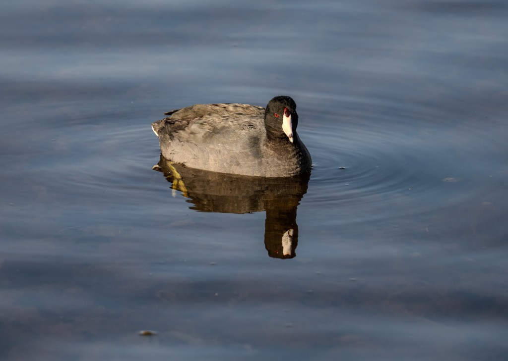 A common coot swimming on a calm water surface, reflecting its image in the water.