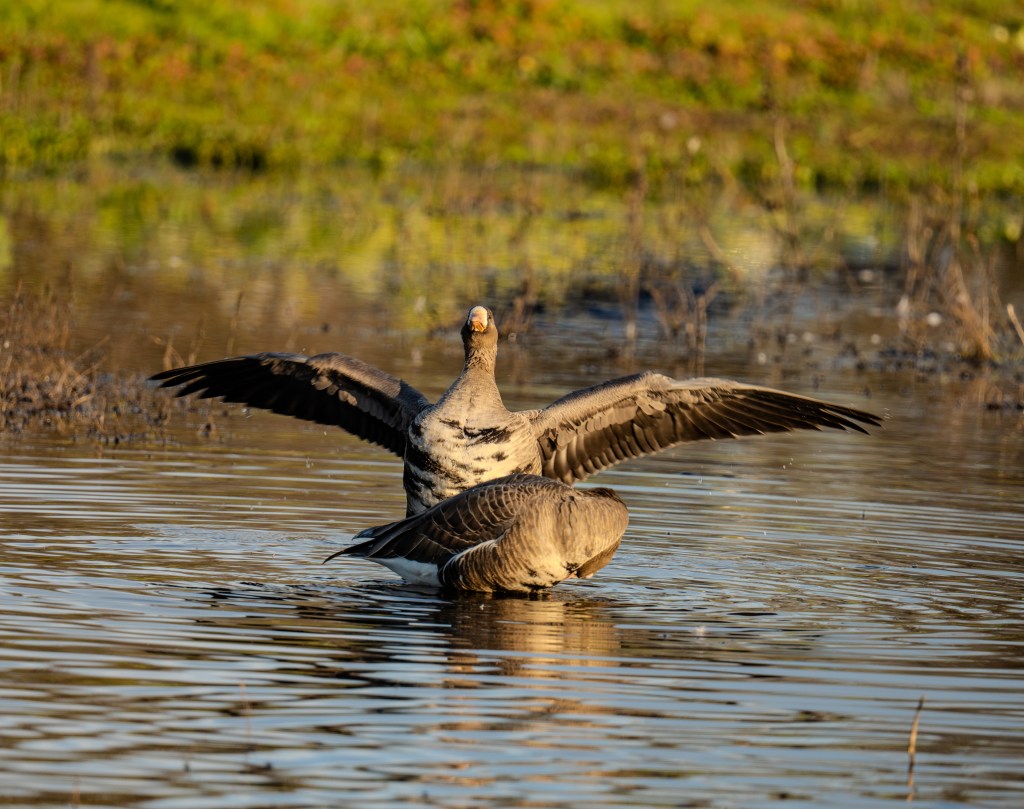A white fronted goose standing in water with its wings outstretched, showcasing its plumage, set against a blurred natural background.