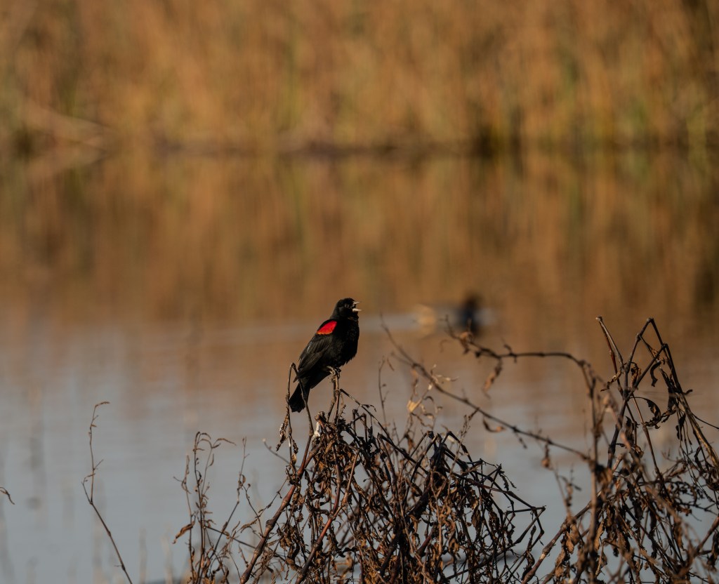 A red-winged blackbird