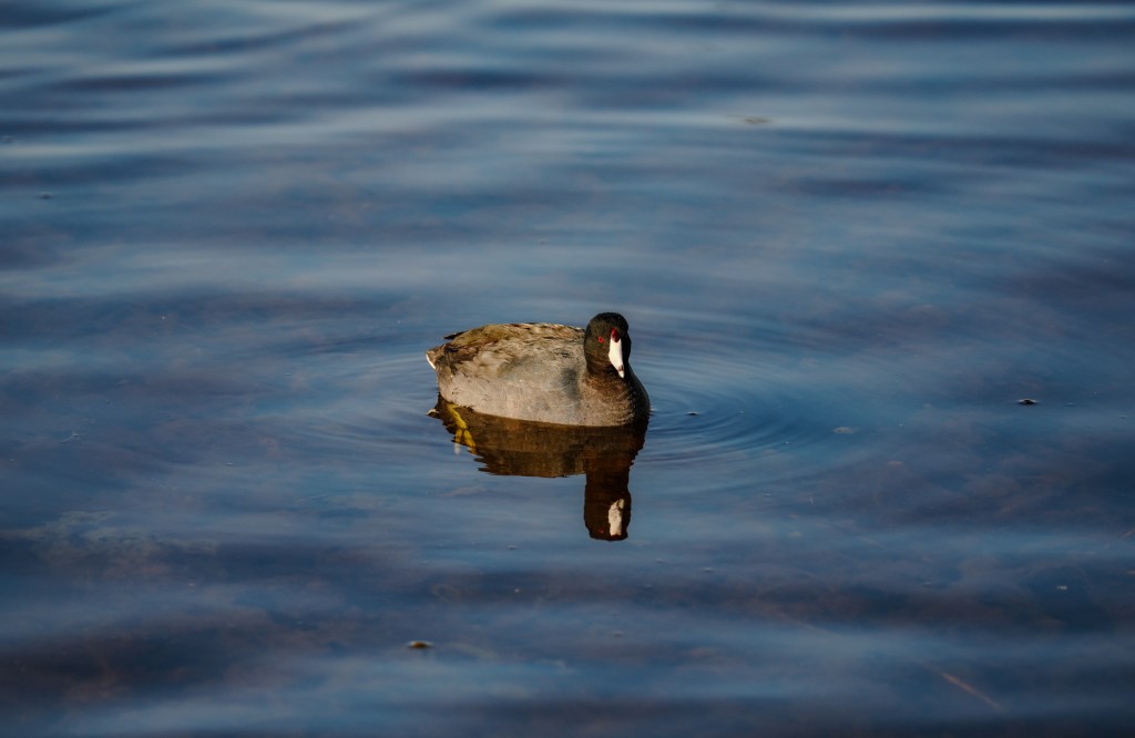 American Coot