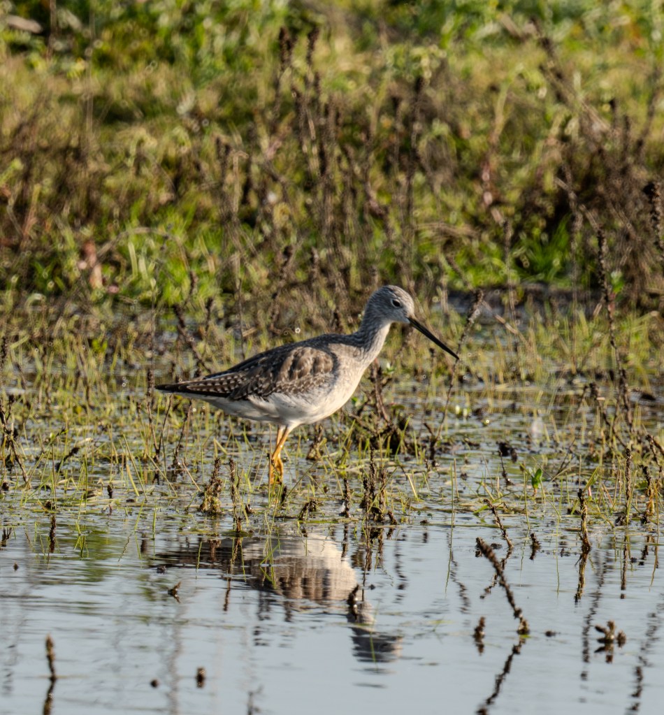 A wading bird standing in shallow water with reflections visible, surrounded by green vegetation and wetland plants.