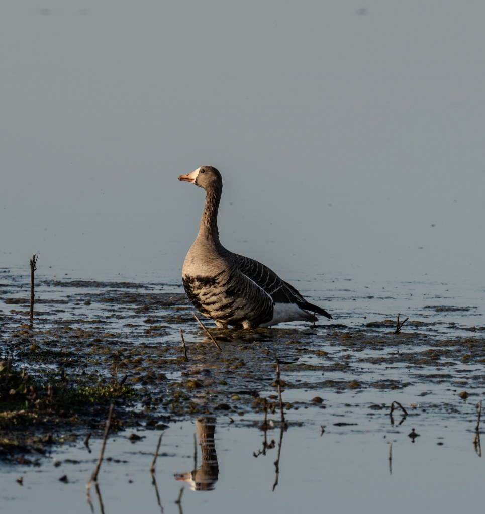 A greater white fronted goose standing in shallow water with its reflection visible in the calm surface.