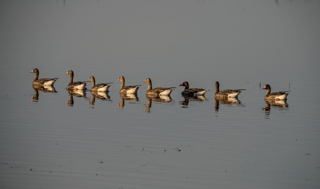 Great White Fronted Geese
