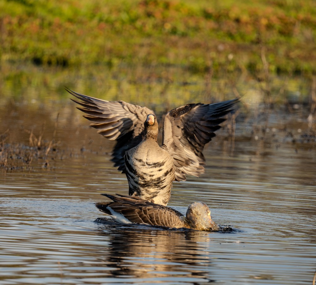 A pair of white fronted geese in a pond, one stretching its wings while the other is submerged, with greenery in the background.