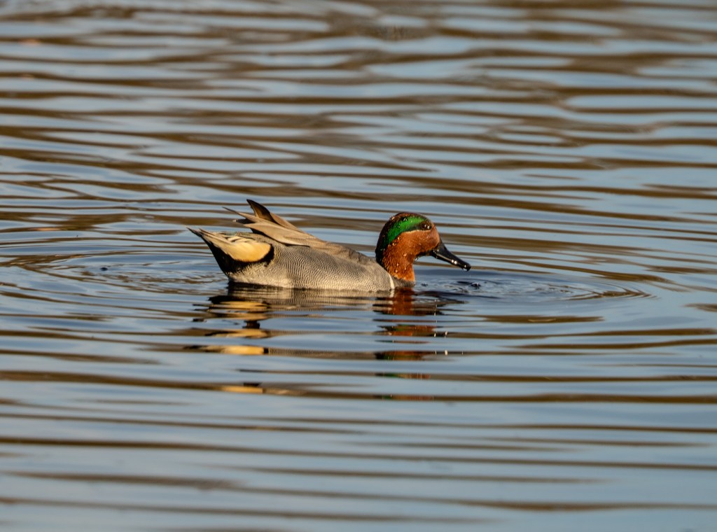 A male teal duck swimming in calm water, featuring a distinctive green head, reddish-brown face, and gray body with black and white wing accents.