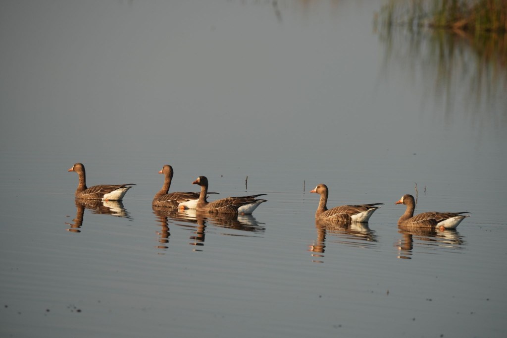 Great White Fronted Geese, swimming in line at the Cosumnes River Preserve