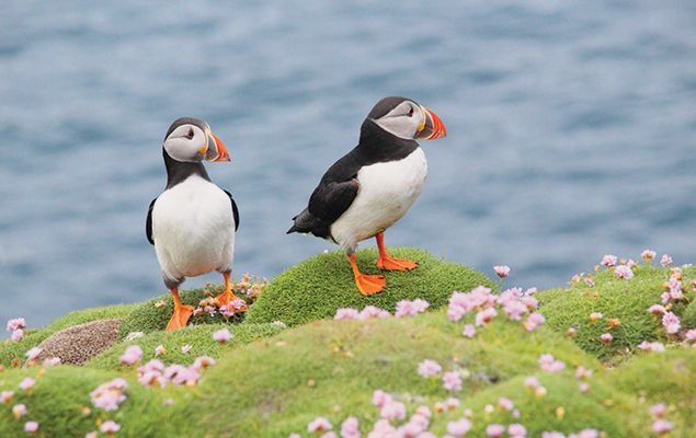 Two puffins standing on green moss with pink flowers, near a body of water.
