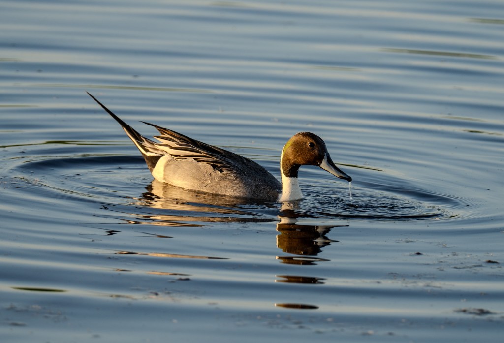 A northern pintail duck swimming in calm water, creating ripples as it moves.