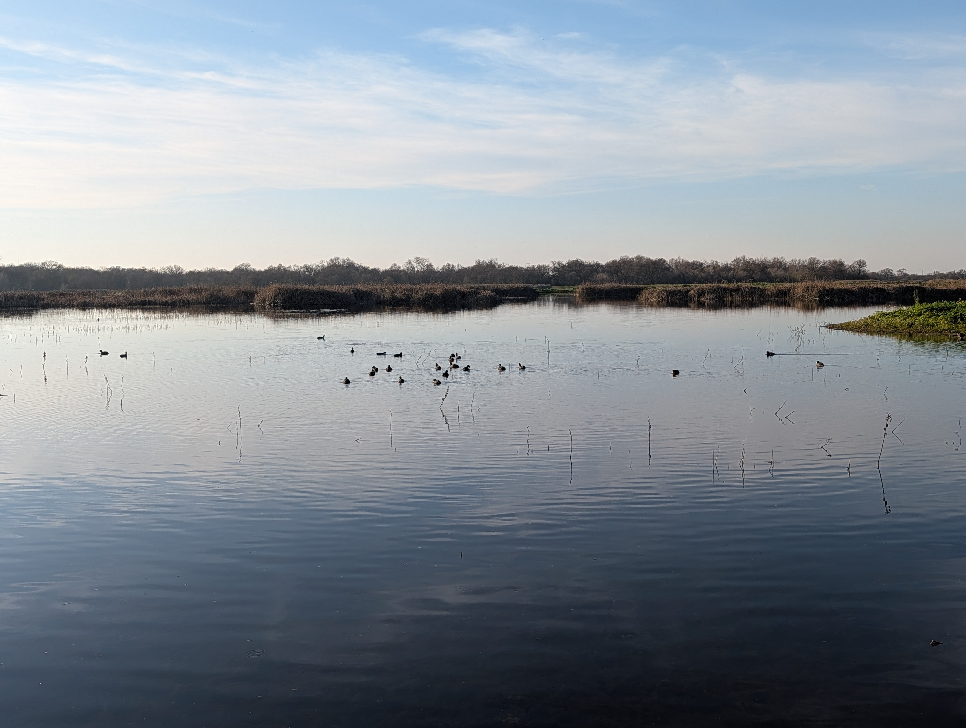 Cosumnes River Preserve, calm water