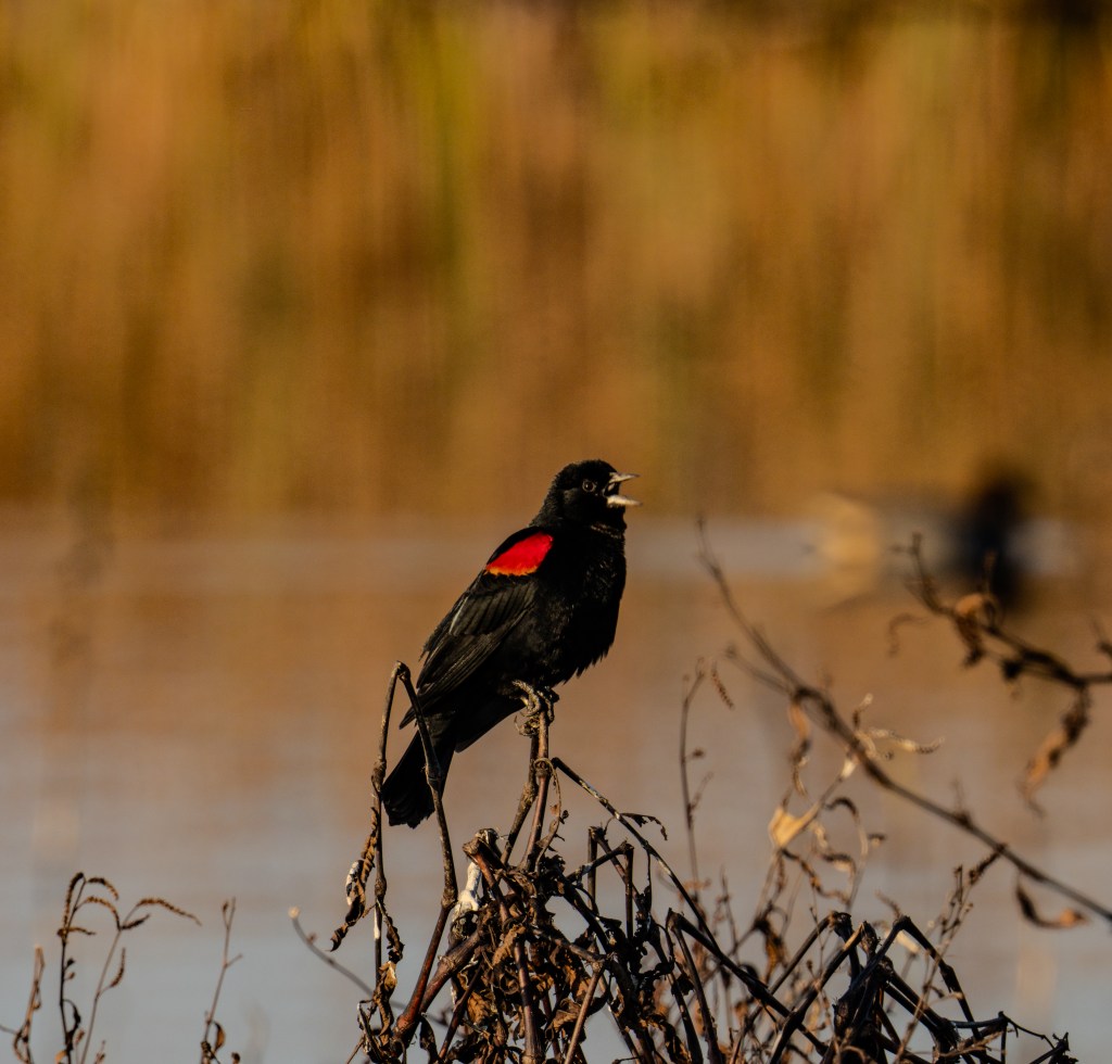 A blackbird with vibrant red shoulder patches perched on a branch, singing against a blurred background of water and vegetation.