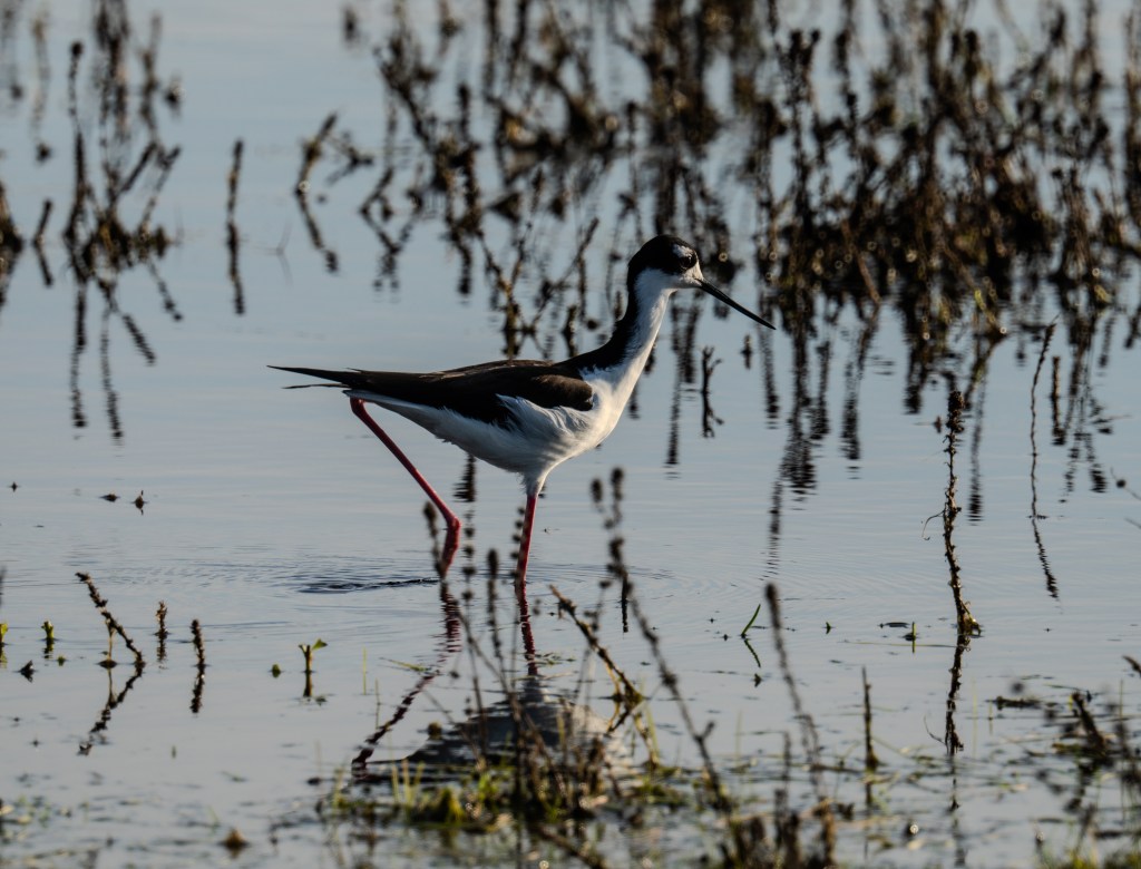 A black-necked stilt wading through shallow water, surrounded by aquatic plants and reflections.