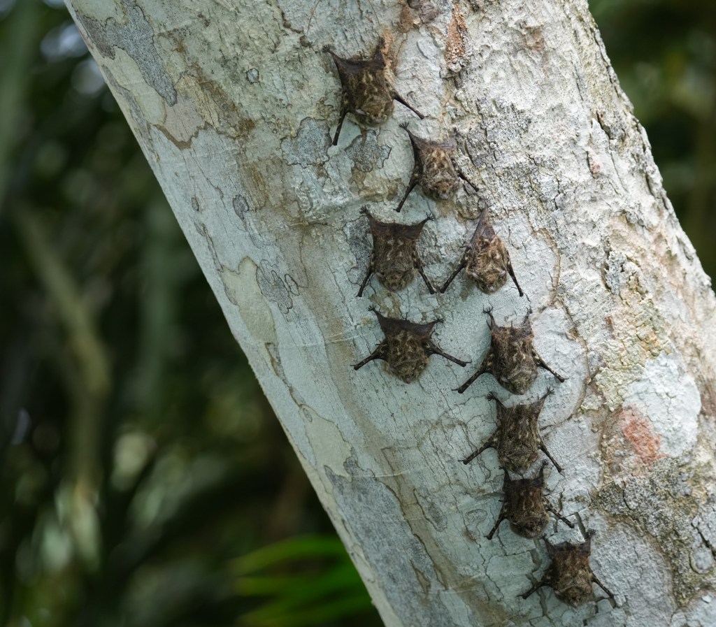 A group of unusual, spiky insects clinging to a tree trunk in a natural setting.
