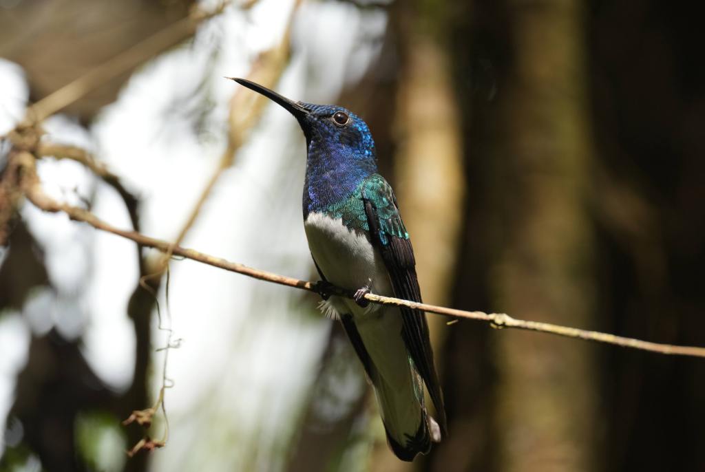 A vibrant hummingbird perched on a twig, showcasing its shimmering blue and green feathers in a natural setting.