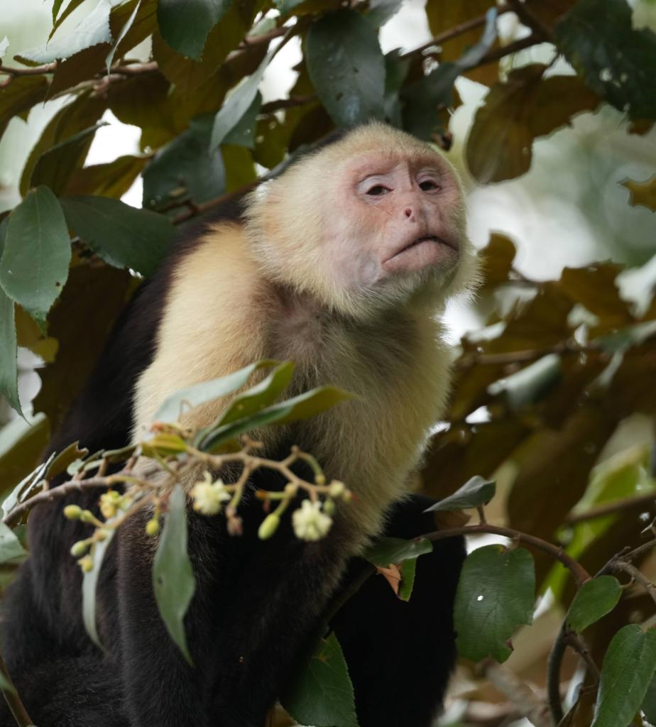 A close-up of a capuchin monkey sitting among green leaves and branches, with a contemplative expression.