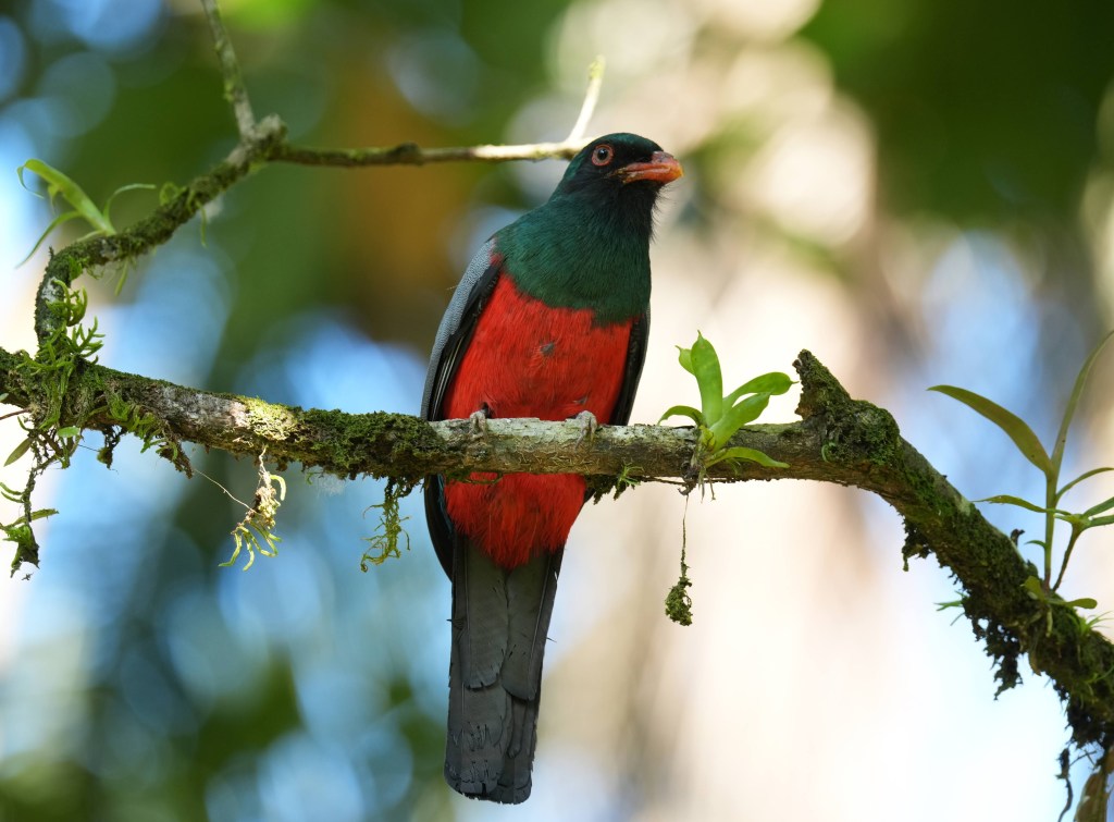 A brightly colored bird perched on a branch, featuring green, red, and gray plumage against a blurred green background.