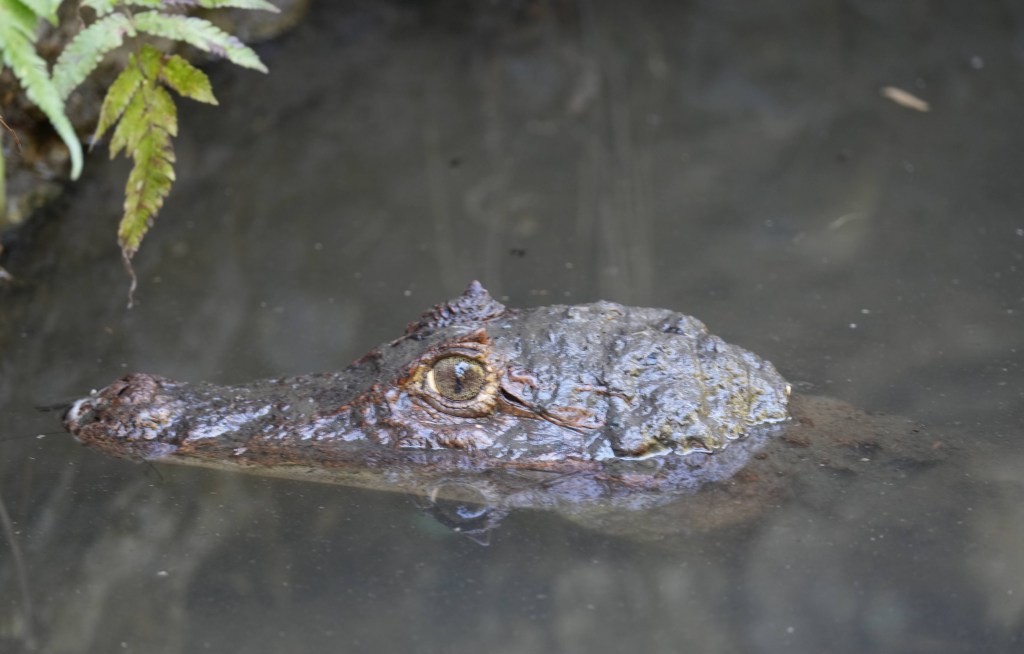 A close-up view of a crocodile's head partially submerged in water, with textured skin and a visible eye, surrounded by lush greenery.
