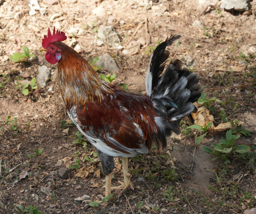 A colorful rooster standing on the ground with green plants and soil in the background.
