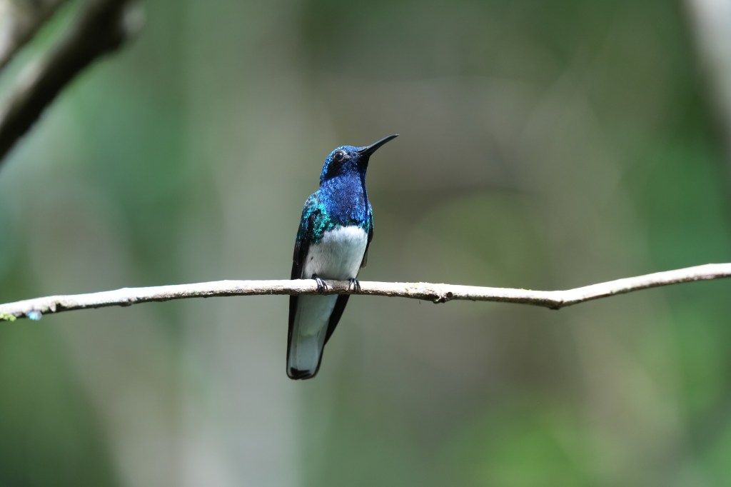 A vibrant blue and green hummingbird perched on a slender branch against a blurred green background.