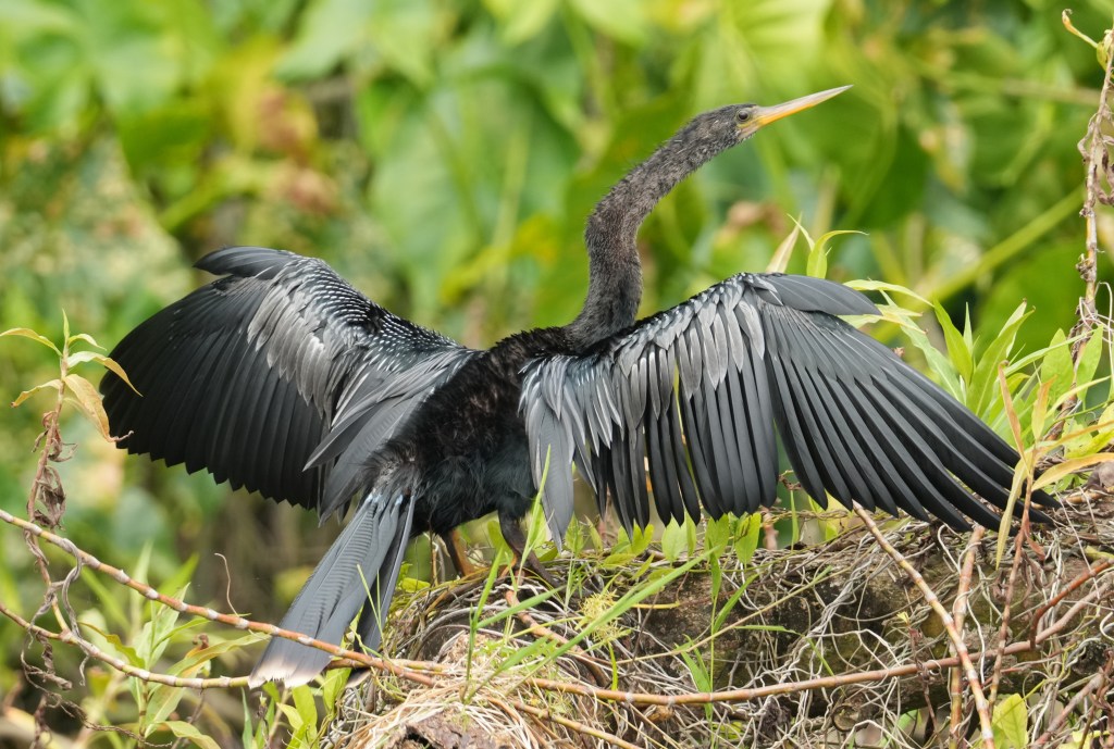An Anhinga, drying it’s wings