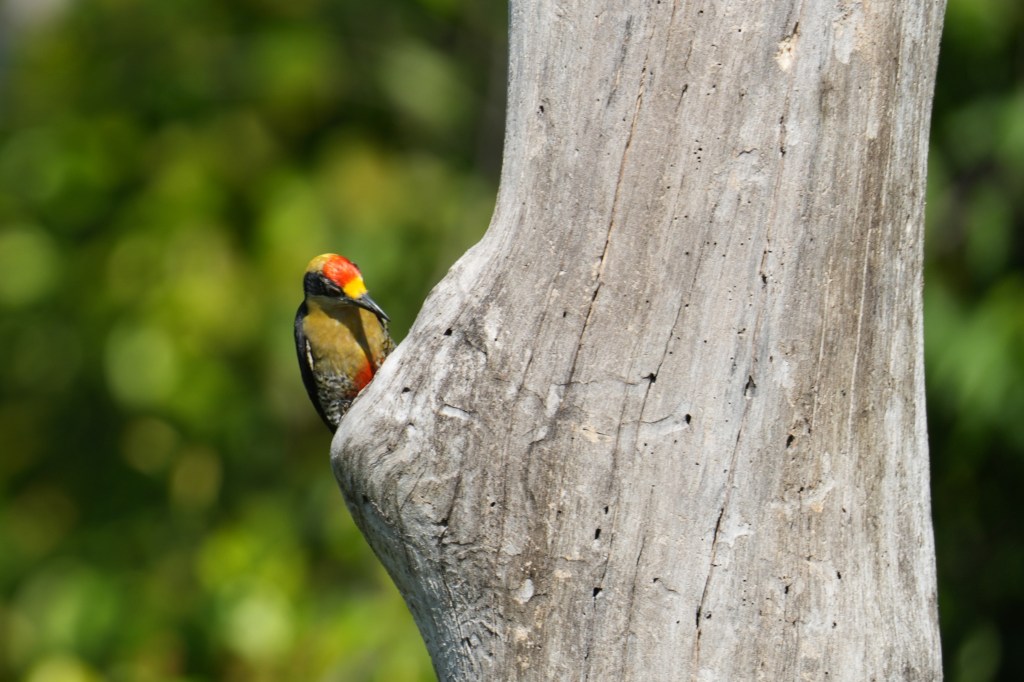 A colorful woodpecker peeking from a textured tree trunk against a blurred green background.