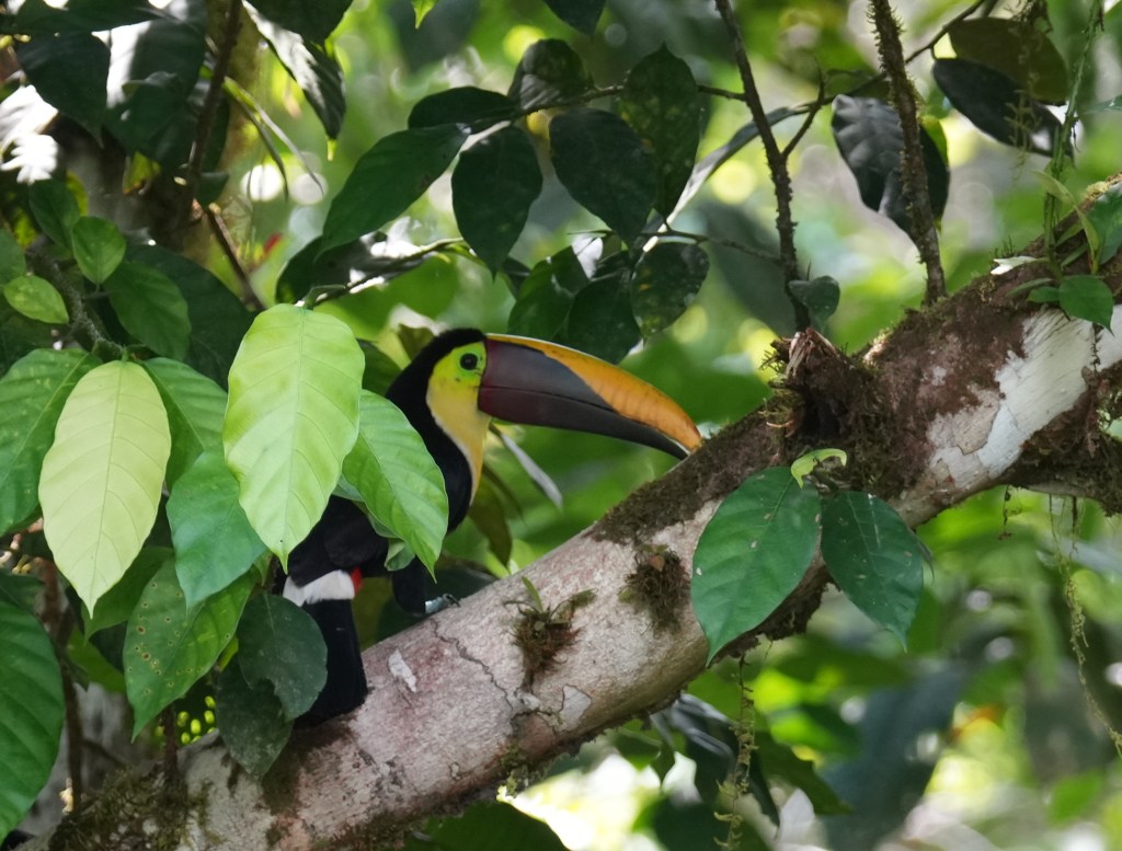 A toucan perched on a tree branch surrounded by green leaves.