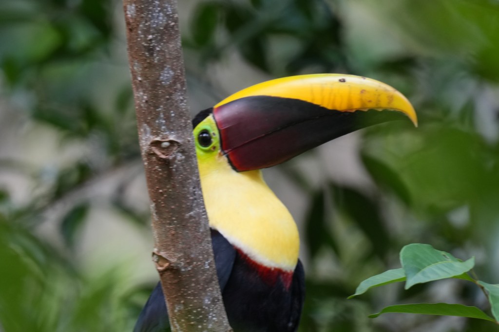 A close-up of a toucan's colorful head and beak partially hidden behind a tree branch, surrounded by green foliage.
