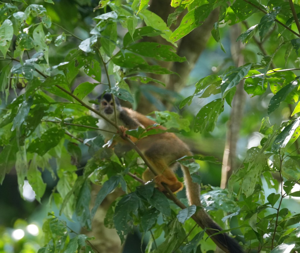 A squirrel monkey perched on a branch amidst lush green leaves in a forested environment.