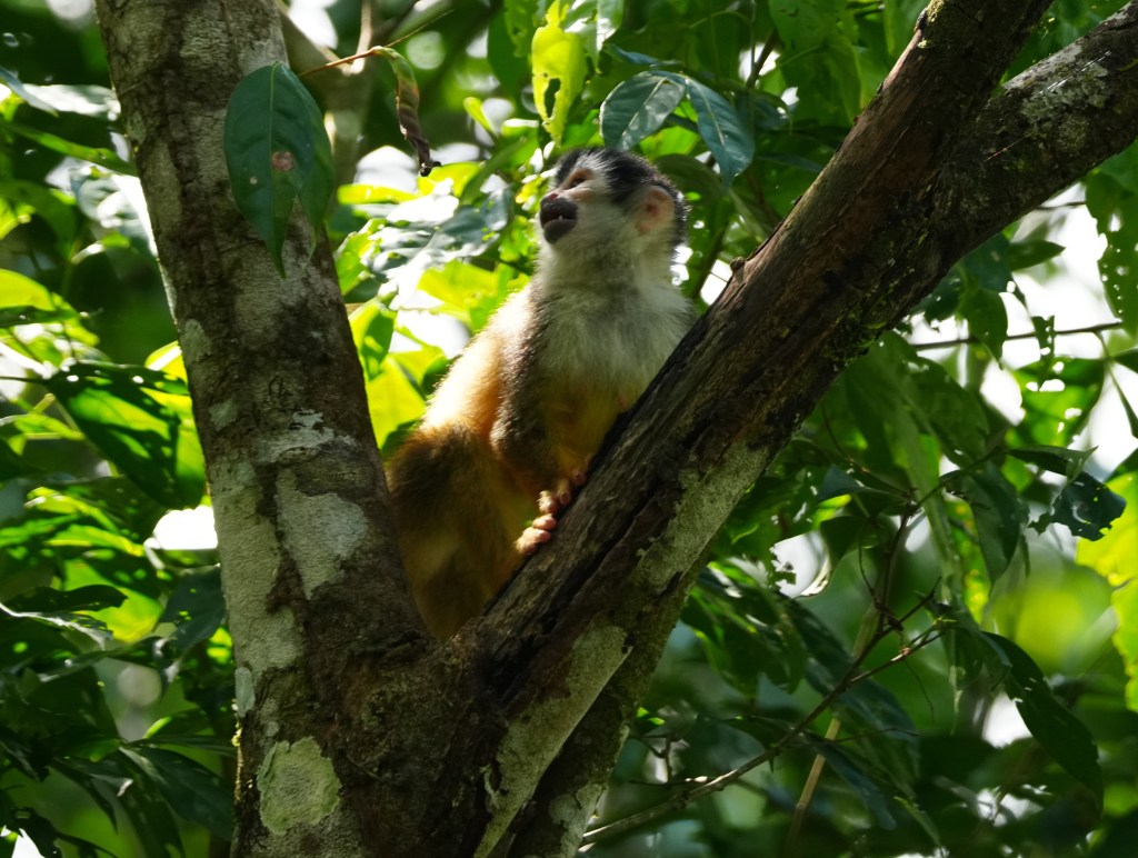 A squirrel monkey perched on a tree branch surrounded by green leaves.