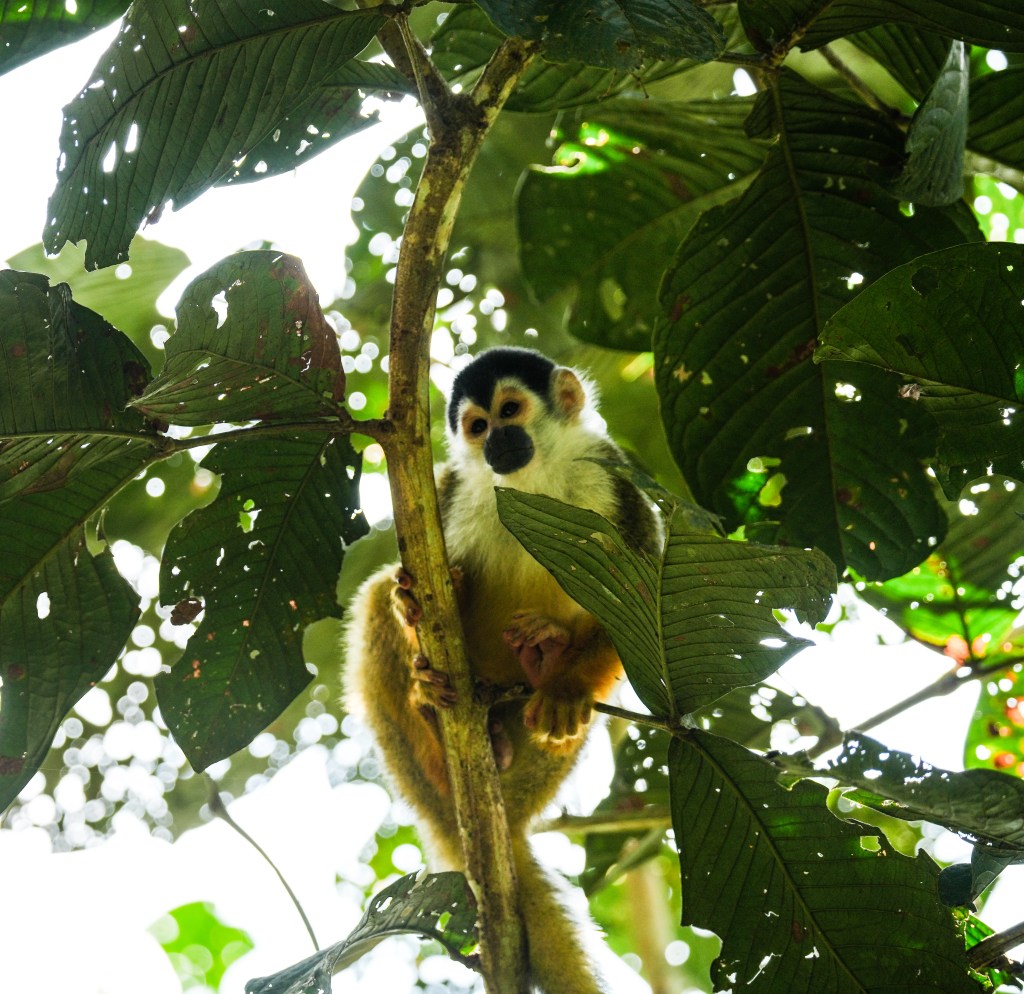 A squirrel monkey perched on a tree branch surrounded by large green leaves.