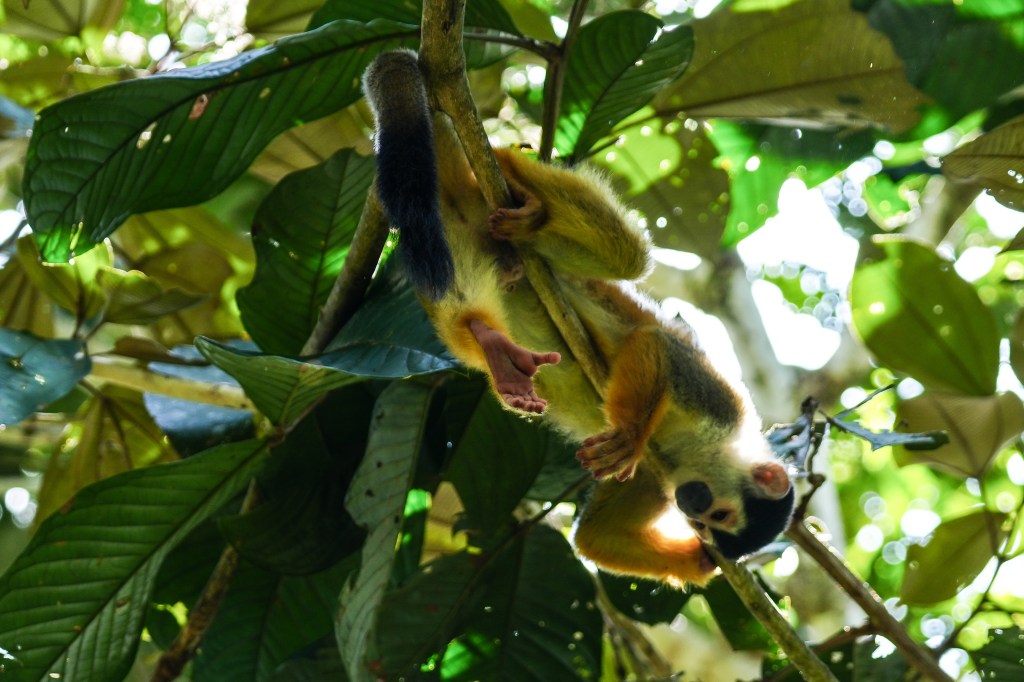 A squirrel monkey hanging upside down from a branch, surrounded by dense green foliage.
