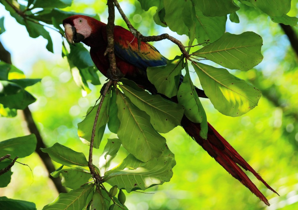A vibrant scarlet macaw perched on a branch surrounded by lush green leaves.