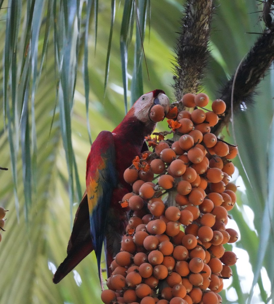 A colorful parrot perched on a tall palm tree, feeding on a cluster of orange fruits.