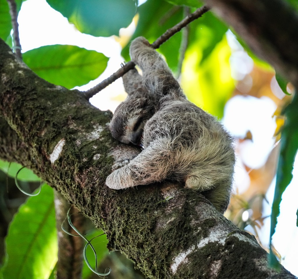 A sloth hanging upside down on a tree branch, nestled among green leaves.