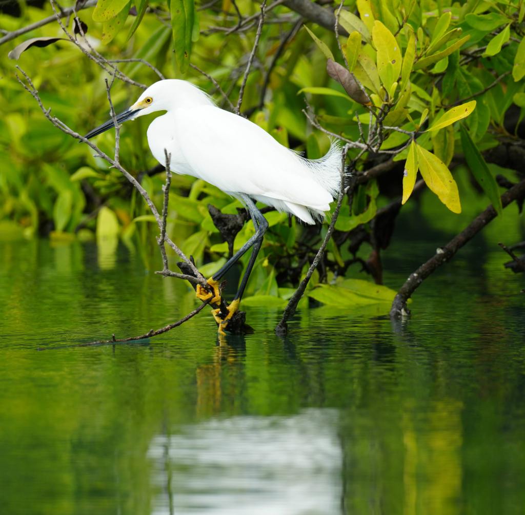 A white heron perched on a branch above calm green water, surrounded by lush greenery.
