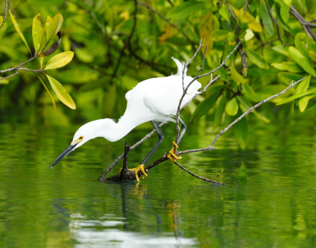 A white bird standing on a branch over calm green water, poised as if about to catch fish, surrounded by lush green foliage.