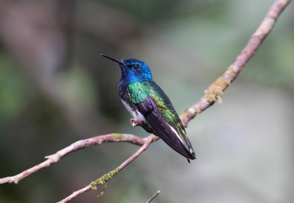 A vibrant hummingbird perched on a branch, showcasing iridescent blue and green plumage.