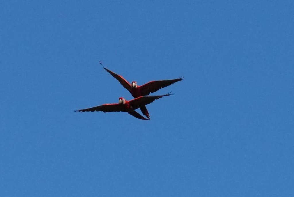 Two red macaws flying against a clear blue sky.