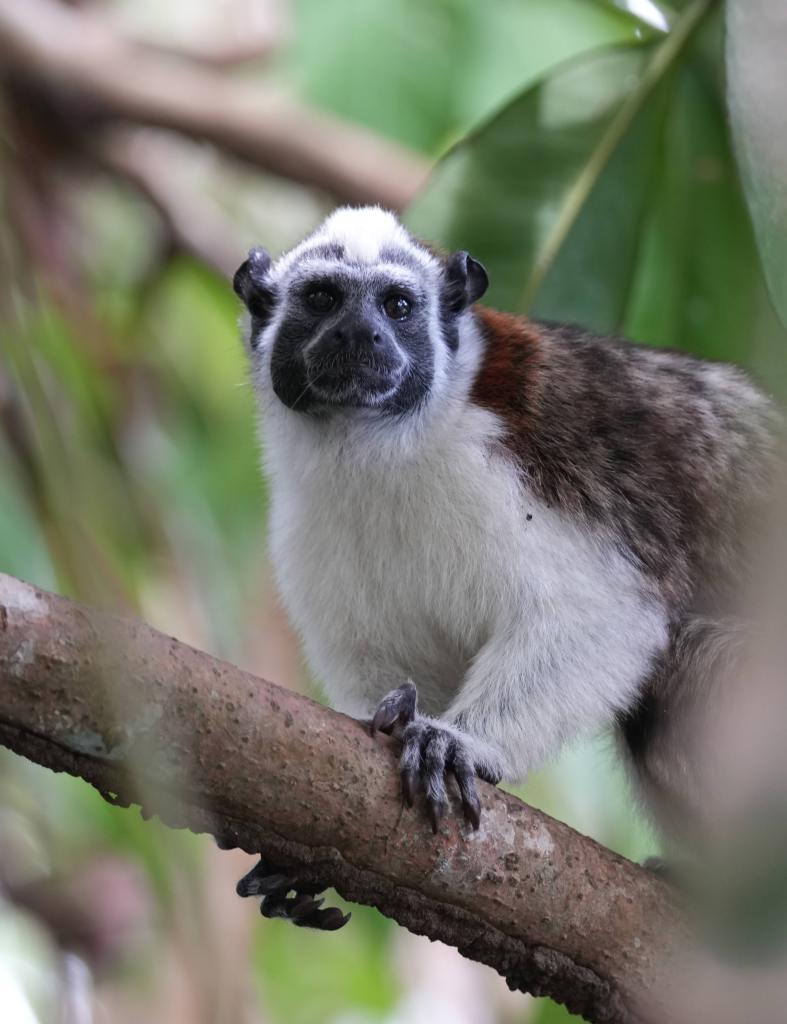A close-up image of a monkey sitting on a tree branch, surrounded by green foliage.