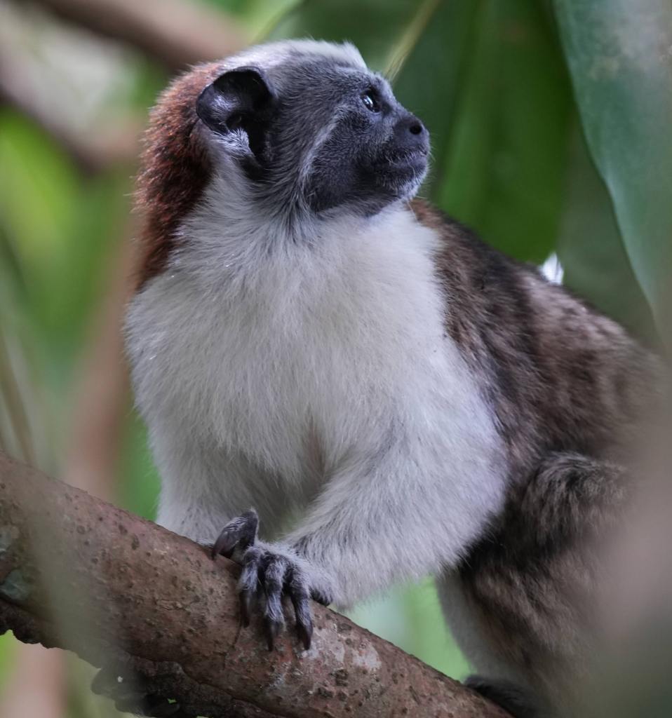 A close-up of a monkey sitting on a tree branch, looking attentively to the side with a blurred green background.